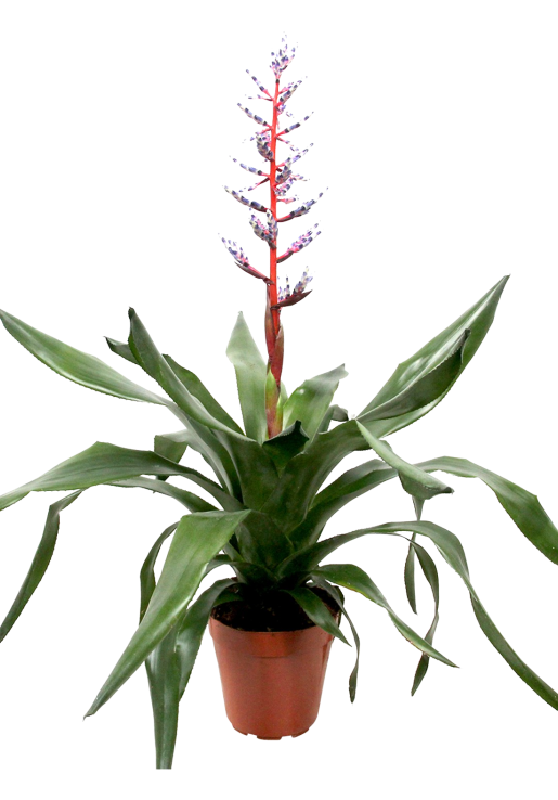 Bromelia Specialist