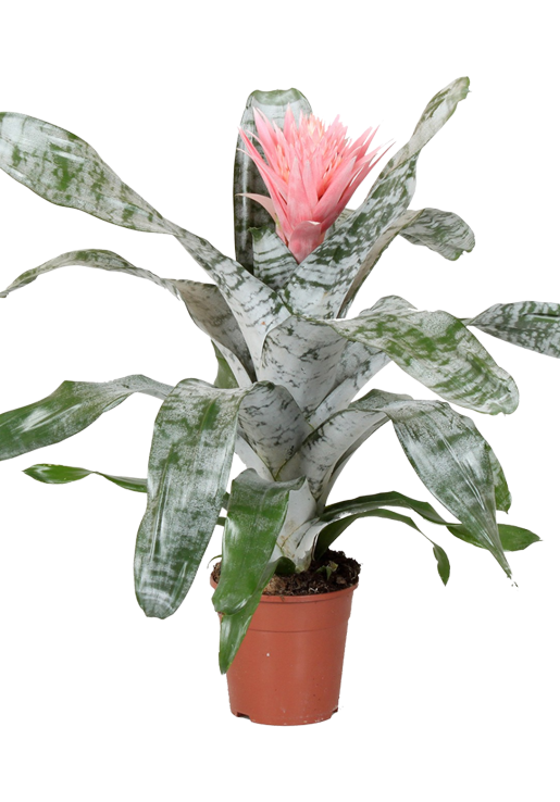 Bromelia Specialist