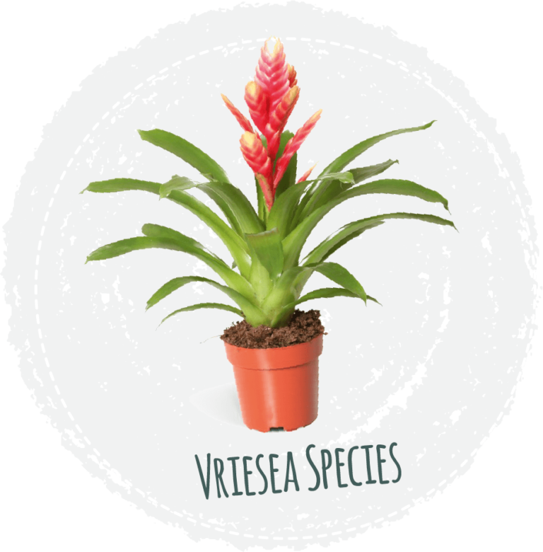 Bromelia Specialist